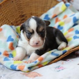 Boy 3 - Pembroke Welsh Corgi puppy in Karnack, Texas from Sureshot Corgis