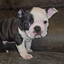 Boy 1 - Black and white male Boston Terrier puppy in Harrodsburg, Kentucky from Joey's Boston Terriers