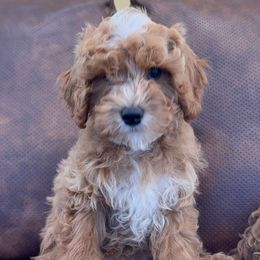 Ace - Apricot male Cavapoo puppy in Pocasset, Massachusetts from Mini Goldendoodles of Cape Cod