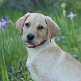 Labrador Retrievers from Catherine Creek Labradors