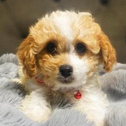 Mickey - Blenheim male Cavapoo puppy in Van Alstyne, Texas from Home Grown Puppies