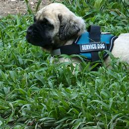 Mastiff Puppies from Stoneheart Mastiffs
