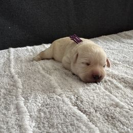 Purple collar - Yellow female Labrador Retriever puppy in Big River, California from Cozy Acres Farm Labradors