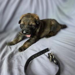 Black - Sable male German Shepherd puppy in Motley, Minnesota from Von Thomson Haus