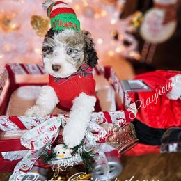 Cockapoo Puppies from Royal Cockapoo Playhouse