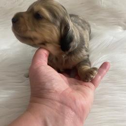 Black and Cream dapple-Mozart - Black and cream male Dachshund puppy in Great Bend, Pennsylvania from Dashing Doxies