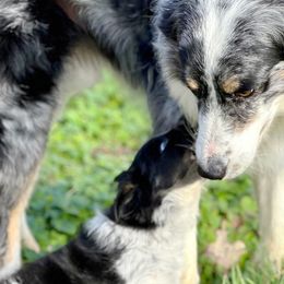 Border Collies from C Bar Ranch