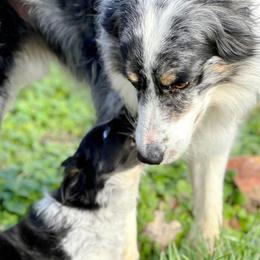 Border Collies from C Bar Ranch