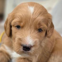Beatrice - yellow collar - Bertie - Sable female Goldendoodle puppy in Phoenix, Arizona from Kerri's Goldendoodles