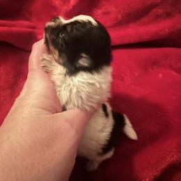 Leeloo - Tri-colored female Pomeranian puppy in Waterloo, Indiana from Garcias Pomeranian
