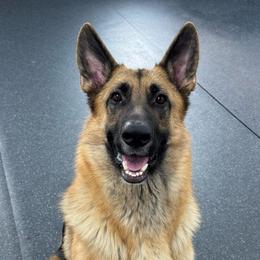 Buttercup - Black and tan female German Shepherd puppy in Warwick, Rhode Island from Karma Kennels