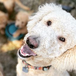 Augustus - Goldendoodle