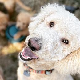 Augustus - Goldendoodle