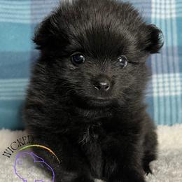 HOLD AKC MORTICIA - Black female Pomeranian puppy in Watkins Glen, New York from Wicked Spirits Pomeranians