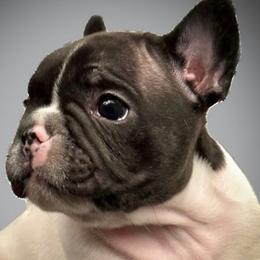French Bulldogs from Bagpipebullies