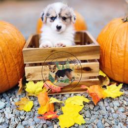 Coral - Blue merle and white female American Corgi puppy in Cameron, North Carolina from Butts Family Corgis
