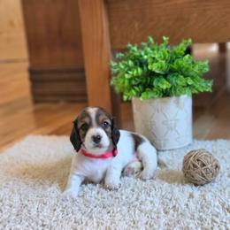 AKC Meet Jasper :) - Piebald male Dachshund puppy in Centerville, Iowa from Barnyard Dachshunds, Dals & Doodles