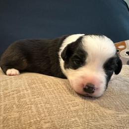 Bandit - Black tri-color male Australian Shepherd puppy in Monroe, North Carolina from Meekey Family Aussies