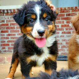 Australian Shepherd Puppies from Blue Sage Aussies