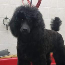 Bugatti - Poodle
