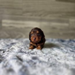 Zazu - Chocolate and tan male Dachshund puppy in Indianapolis, Indiana from Homegrown Hoosier Kennels