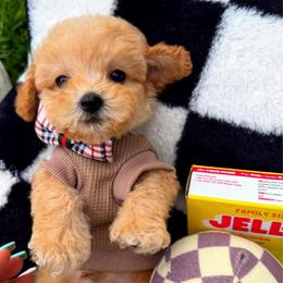 Chip - Apricot male Maltipoo puppy in Sugar Land, Texas from Celebrity Maltipoos