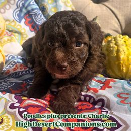 Aussiedoodle, Poodle, and Toy Australian Shepherd Puppies from High Desert Companions