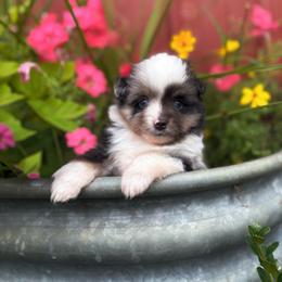 Smokey - Blue merle male Toy Australian Shepherd puppy in Quincy, Michigan from Ivy Meadows and Friends