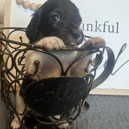 Echo - Piebald female Dachshund puppy in Sharon Springs, New York from Show Us The Way Homestead
