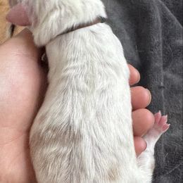Birch - Red merle male Australian Shepherd puppy in Columbia Falls, Montana from Firefly Horse Co Wellness Retreat Center