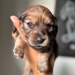 Chip- AKC - Red male Dachshund puppy in North Branch, Michigan from Monarch Miniature Dachshunds