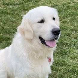 Chip - Golden Retriever