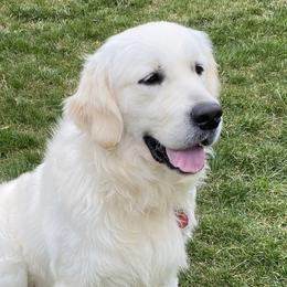 Chip - Golden Retriever