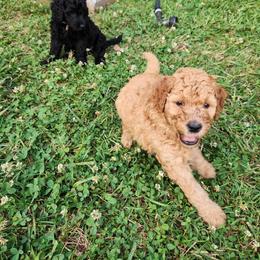 Goldendoodle Puppies from Hadie's Doodles