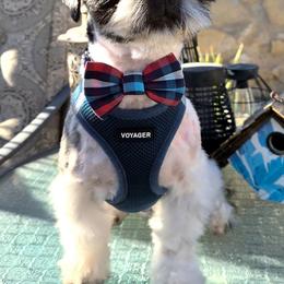 Shih Tzu puppies from Paws Of Beauty