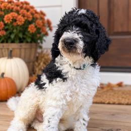 Porter - Parti male Goldendoodle puppy in Macclenny, Florida from Baker County Goldendoodles
