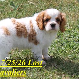 Everett - Blenheim male Cavalier King Charles Spaniel puppy in Quapaw, Oklahoma from Lost Creek Cavaliers