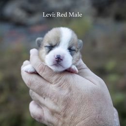 Levi - Red male Pembroke Welsh Corgi puppy in Manchester, Kentucky from Riverside Corgis