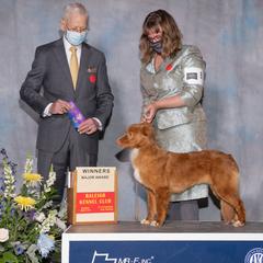 Nova Scotia Duck Tolling Retrievers and Swedish Vallhunds from Firefly Farms