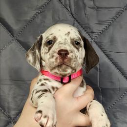 Girl 2 - White and black female Dalmatian puppy in New Straitsville, Ohio from Woofter Dalmatians