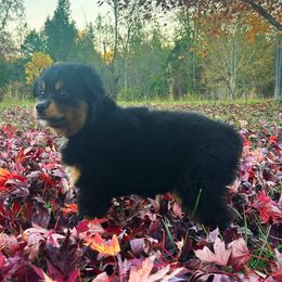 Moe - Black tri male Toy Australian Shepherd puppy in Smithville, Arkansas from Cooper Creek Aussies