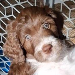 Seraphina - Brown and white female Aussiedoodle puppy in Grand Saline, Texas from Aussies Acre