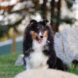 Tiny Echo - Black white and tan female Shetland Sheepdog puppy in Elk, Washington from Asgard Shetland Sheepdogs