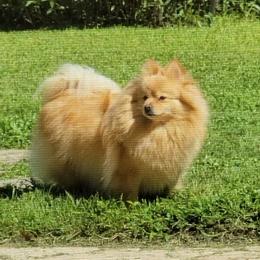 Perilli - Pomeranian