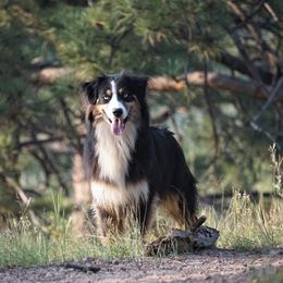 Kahya - Australian Shepherd