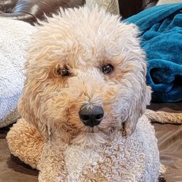 River - Bernedoodle