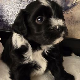 Leo - Black and white male Havanese puppy in Trinity, Alabama from Tooties Cuties Havanese