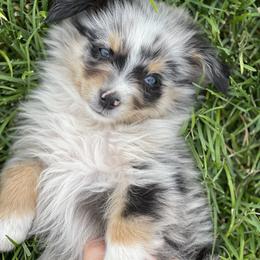 Australian Shepherd, Miniature American Shepherd, Miniature Australian Shepherd, and Toy Australian Shepherd Puppies from Painted Blue Aussies