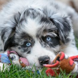 Australian Shepherds and Miniature Australian Shepherds from Aislin Fields
