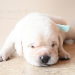 Cleo's Mint - Yellow male Labrador Retriever puppy in Pasco, Washington from ROCK CREEK LABRADORS Pasco, WA